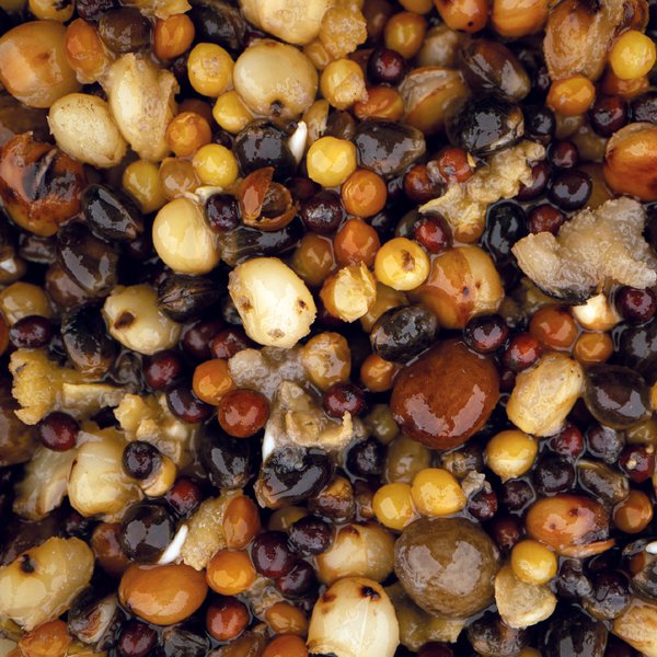 Multi Seed Mix