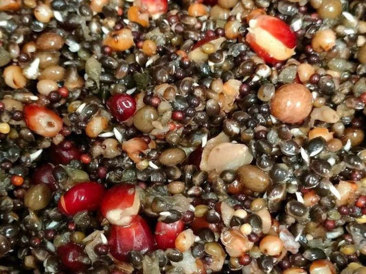 Multi Seed Mix
