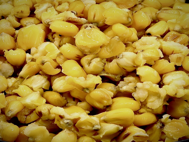 Maize