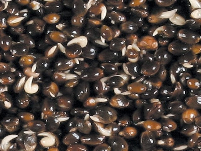 Garlic Hemp