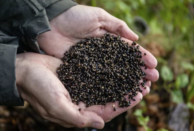 Hemp Seed