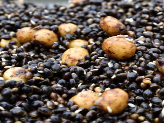 Hemp and Tigers